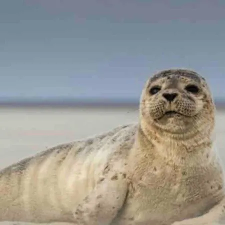 Douce Parenthese Marine Sur Garage, 300 M Plage, Calme, Paisible Σπίτι διακοπών