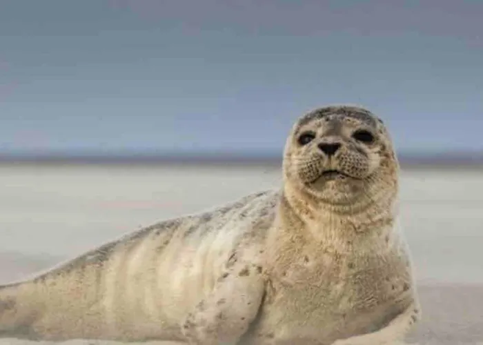 Douce Parenthese Marine Sur Garage, 300 M Plage, Calme, Paisible בית נופש